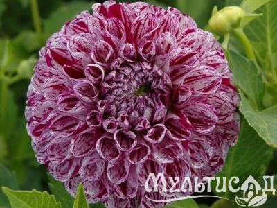 Креатив без названия (3)