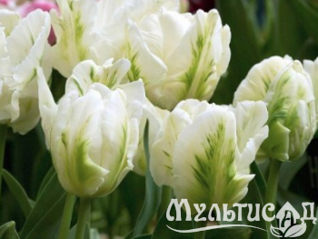 Креатив без названия (4)