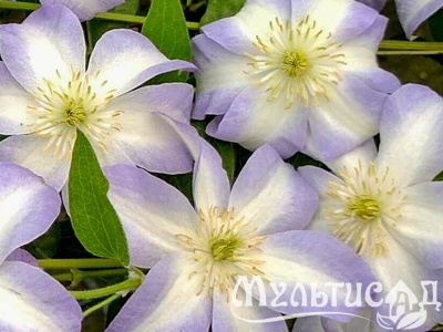 Туя (3)