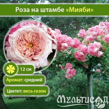 45_Мияби
