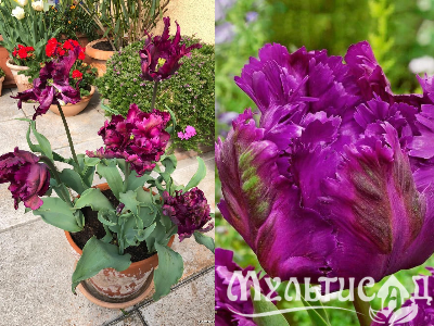 Креатив без названия (9)