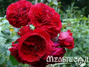 Креатив без названия (3)