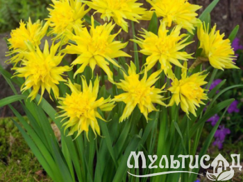 Дизайн без названия (4)