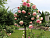 image_6895822_13384429