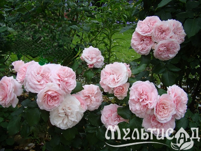 Креатив без названия (17)