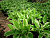 hosta-albomarginata-albomarginata[1]