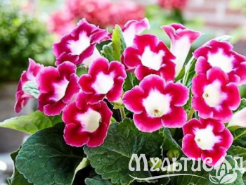 image_8096768_16081178