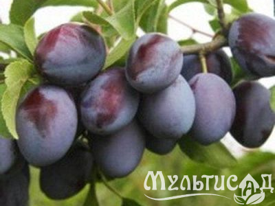 Креатив без названия (14)