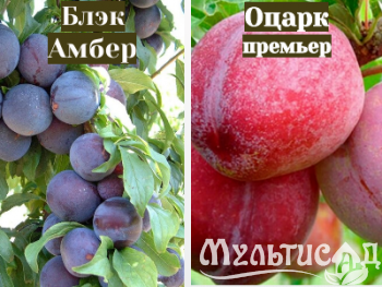 Ноябрьская (12)