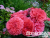 image_8165532_16155574