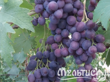 Дизайн без названия (4)