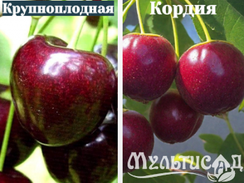 Ноябрьская (4)