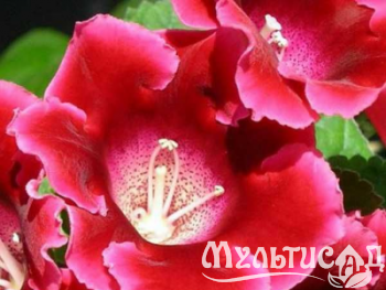 image_8096768_16080475