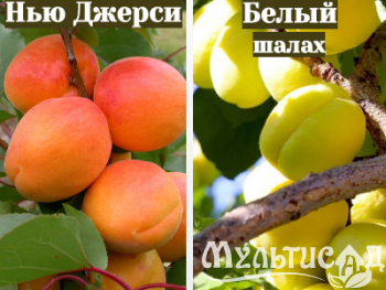 Ноябрьская (11)