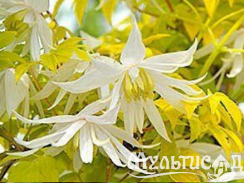 Креатив без названия (6)