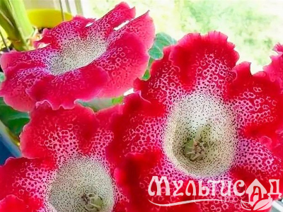 image_8096768_16080794