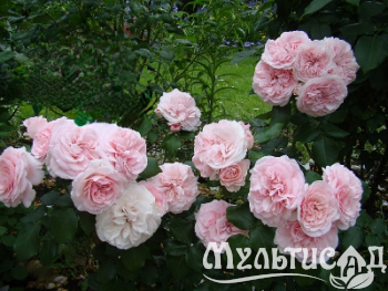 Креатив без названия (17)