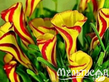Креатив без названия