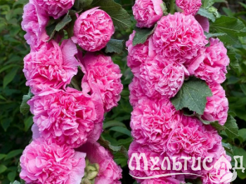 Креатив без названия (25)