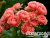 image_8165532_16141368