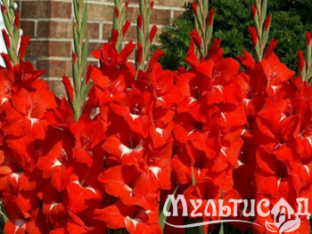 image_8096768_15981675
