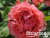 image_8165532_16141390