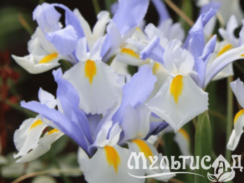 Дизайн без названия (4)