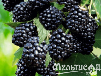 Дизайн без названия (13)