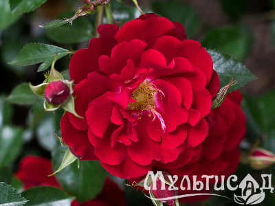 image_8165532_16142829