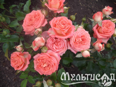 Дизайн без названия (1)
