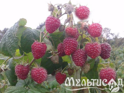 Дизайн без названия (17)