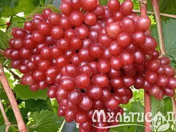 Креатив без названия (3)